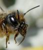 Osmia tricornis